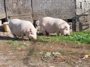 porci de vanzare beius|Porci de vanzare Bihor